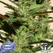 Flash Autoflowering Seeds Bubble Hash SuperAuto F1